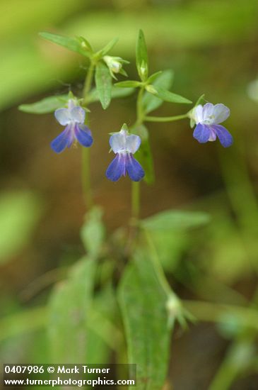 Collinsia rattanii