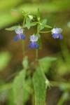 Sticky Blue-eyed Mary