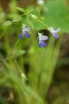 Sticky Blue-eyed Mary