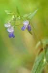 Sticky Blue-eyed Mary blossoms