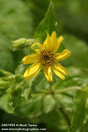 Arnica amplexicaulis