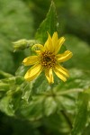 Clasping Arnica blossom & foliage