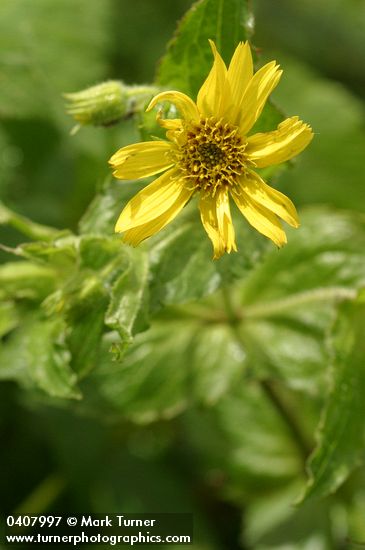 Arnica amplexicaulis