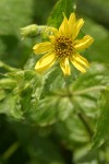 Clasping Arnica blossom & foliage