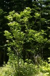 Cascade Mountain-ash