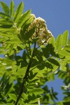 Cascade Mountain-ash blossoms & foliage against blue sky