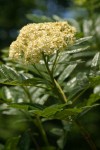 Cascade Mountain-ash blossoms & foliage