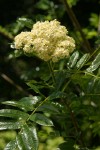 Cascade Mountain-ash blossoms & foliage