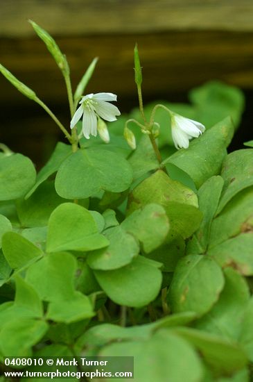 Oxalis trilliifolia