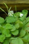 Trillium-leaved Sorrel