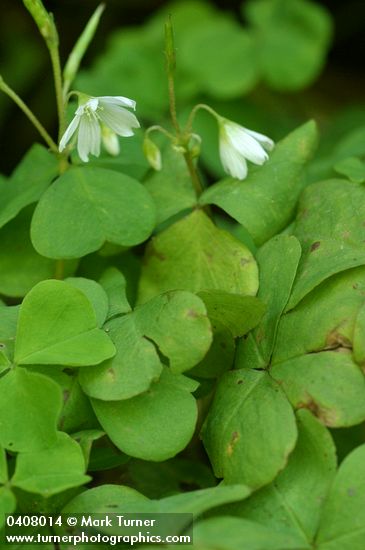 Oxalis trilliifolia