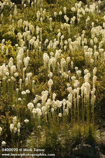 Xerophyllum tenax