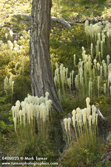 Xerophyllum tenax