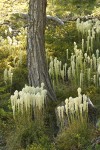 Bear Grass