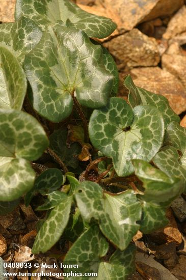 Asarum marmoratum