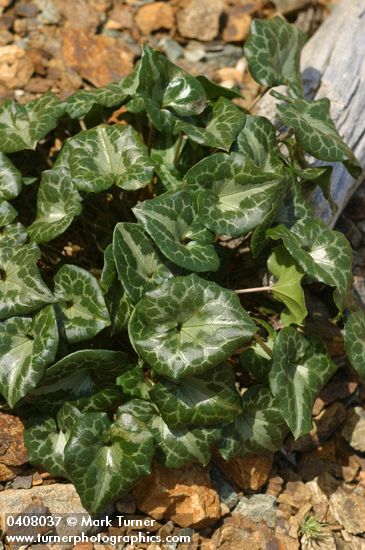 Asarum marmoratum