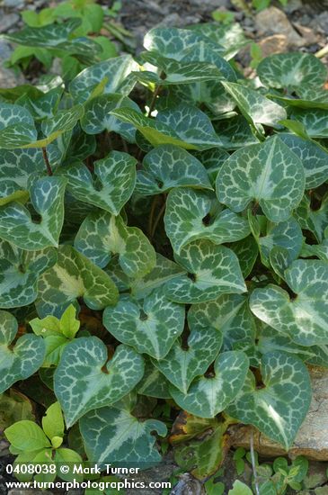 Asarum marmoratum