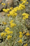 Ternate Buckwheat