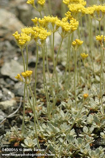 Eriogonum ternatum