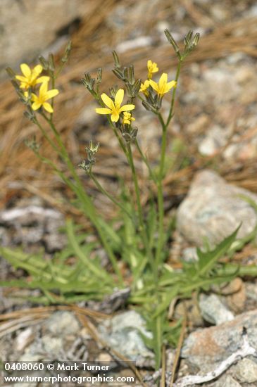 Crepis pleurocarpa