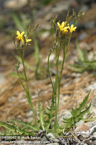 Crepis pleurocarpa