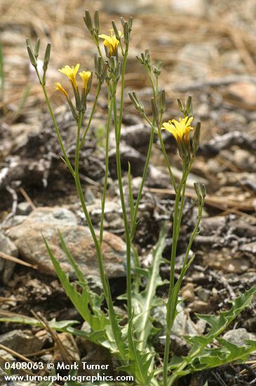 Crepis pleurocarpa