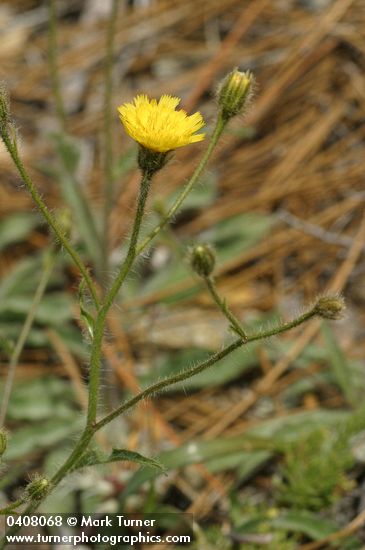 Hieracium scouleri