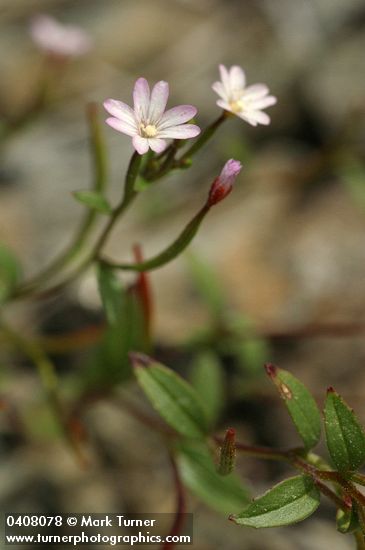 Epilobium minutum