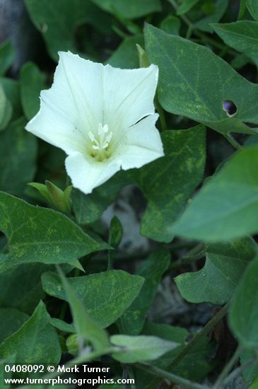 Calystegia occidentalis