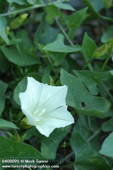 Calystegia occidentalis