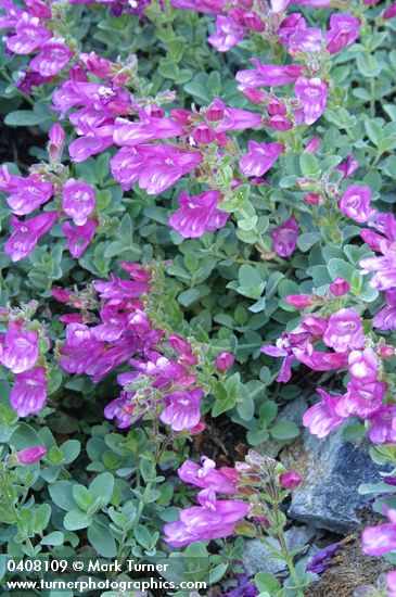 Penstemon newberryi ssp. berryi