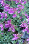 Berry's Penstemon