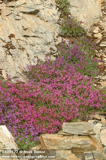 Penstemon newberryi ssp. berryi