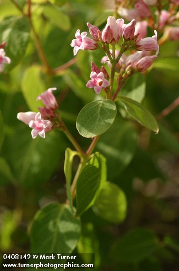 Apocynum androsaemifolium