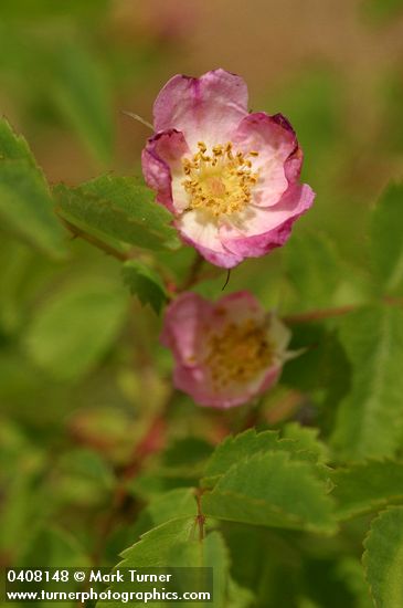 Rosa gymnocarpa