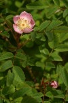 Baldhip Rose blossom & foliage