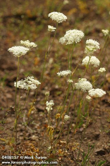 Perideridia oregana