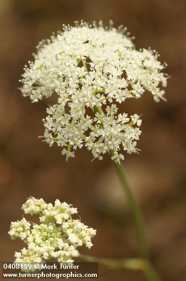 Perideridia oregana