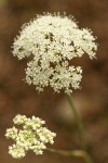 Oregon Yampah blossoms detail