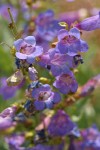 Azure Penstemon blossoms