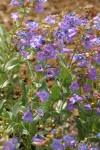 Azure Penstemon