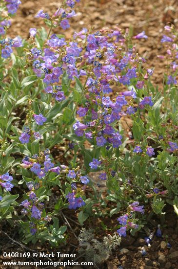 Penstemon azureus