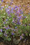 Azure Penstemon