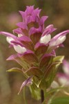 Copeland's Owl Clover bracts & blossoms detail