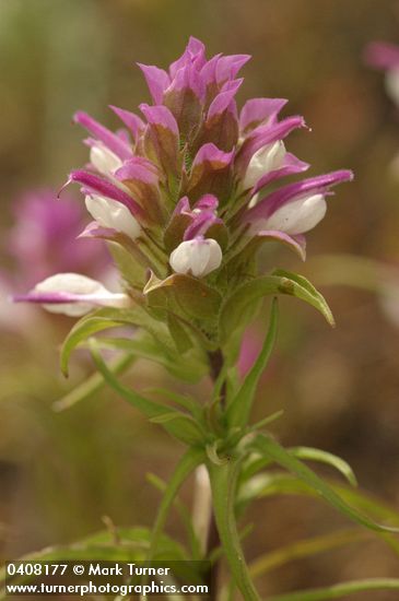 Orthocarpus cuspidatus