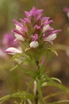 Copeland's Owl Clover bracts & blossoms detail