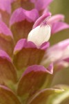 Copeland's Owl Clover bracts & blossom extreme detail