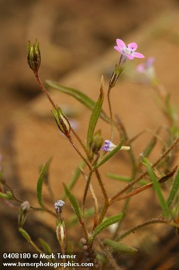 Gilia capillaris