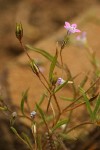 Miniature Gilia blossom & foliage