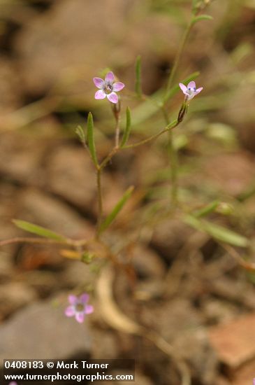 Gilia capillaris